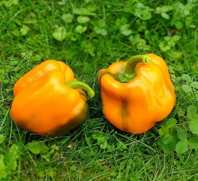 Bell Pepper  Golden Star of the East F1